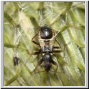 Himacerus mirmicoides - Sichelwanze Larve 01.jpg